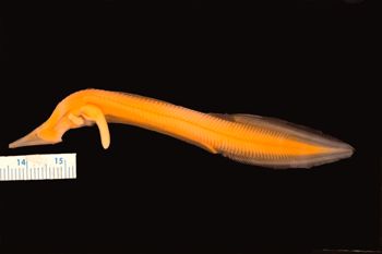 Media type: image; Ichthyology 165900